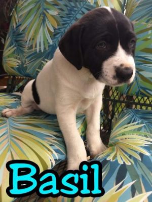 . Basil .