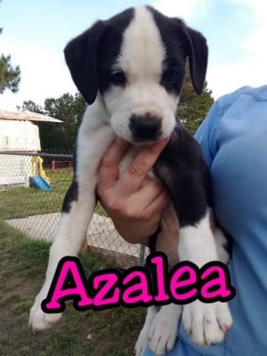 . Azalea .