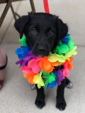 . Raven the puppy .