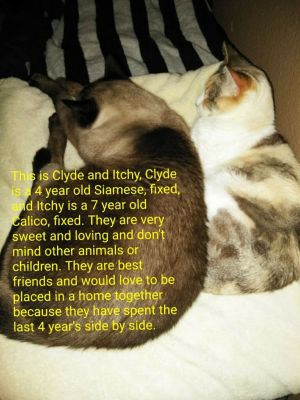 . Clyde and Itchy .