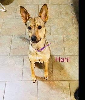 . Hani .
