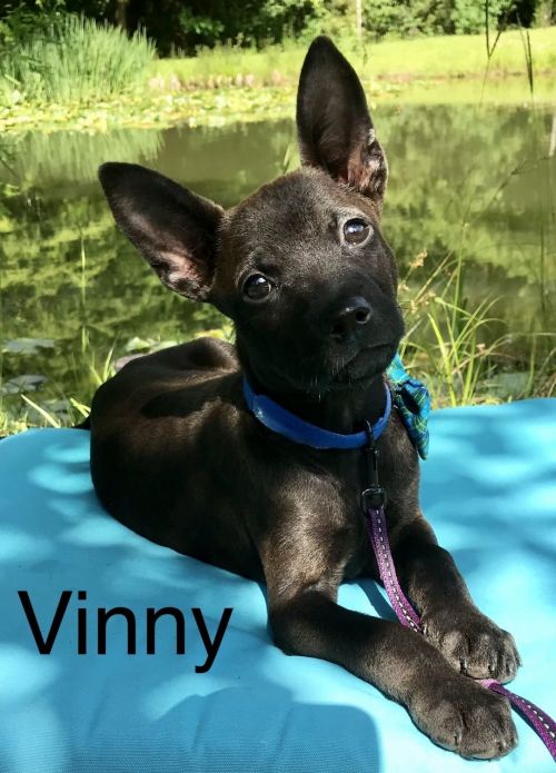 . Vinny .