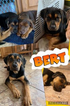 . Bert .