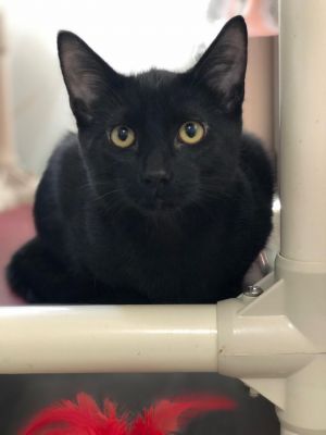 . Black Panther .