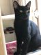 . Black Panther .