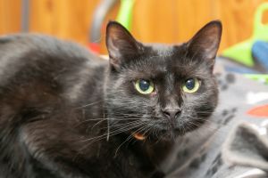 . Praline-At theAdoption Center .