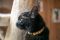 . Praline-At theAdoption Center .