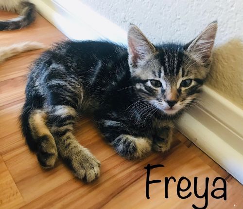 . Frey and Koffi .