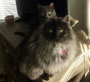 . ***COURTESY LISTING*** XENA .
