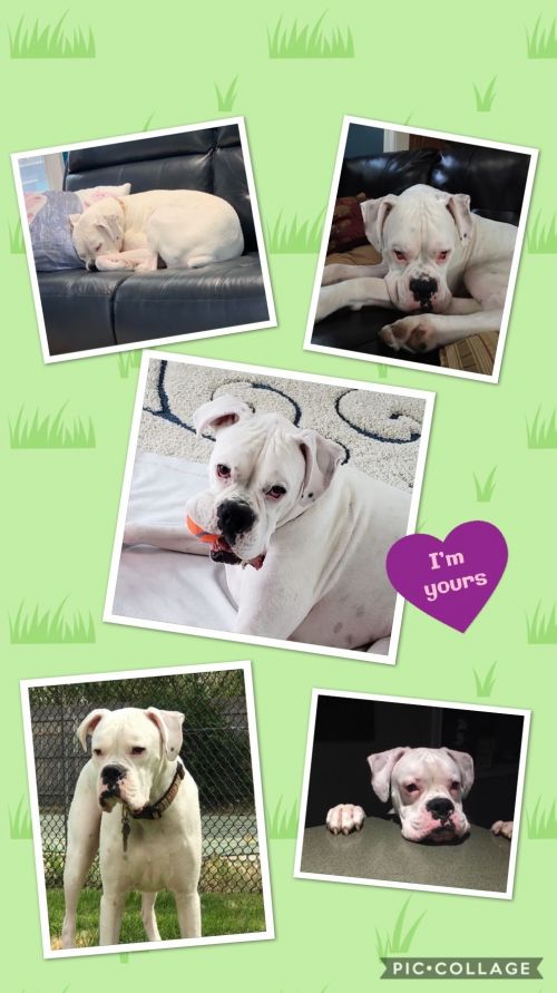 . Tank - Foster Needed .