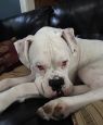 . Tank - Foster Needed .