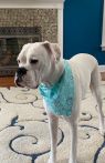 . Tank - Foster Needed .