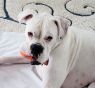 . Tank - Foster Needed .
