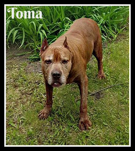. Toma (Compassionate adoption) .