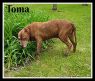 . Toma (Compassionate adoption) .