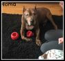 . Toma (Compassionate adoption) .