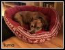 . Toma (Compassionate adoption) .