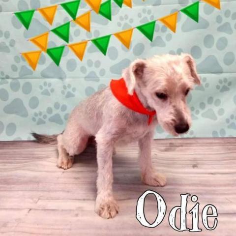 . Odie .