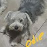 . Odie .
