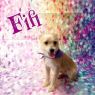 . FiFi .