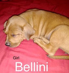 . Bellini .