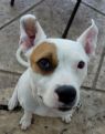 . Sheba ~CALM Cuddler! .