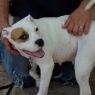 . Sheba ~CALM Cuddler! .