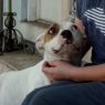 . Sheba ~CALM Cuddler! .