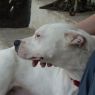 . Sheba ~CALM Cuddler! .