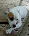 . Sheba ~CALM Cuddler! .