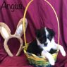 . Angus .