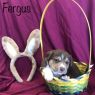 . Fergus .