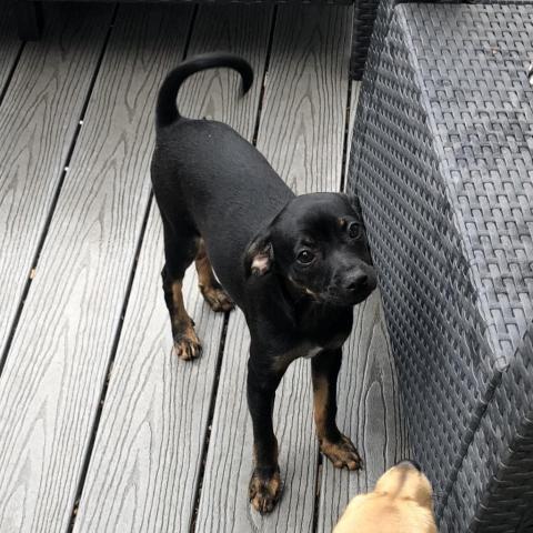 . Pippa .