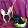 . Pippa .