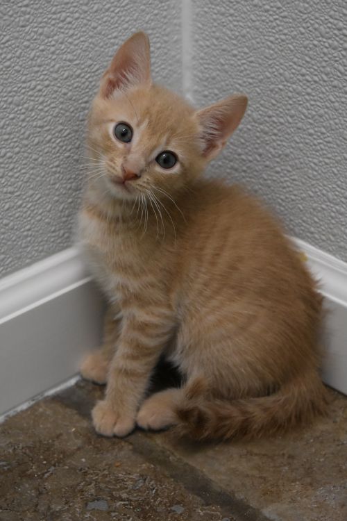 . Oliver .