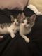 . Roscoe and Ella - Dynamic Duo .