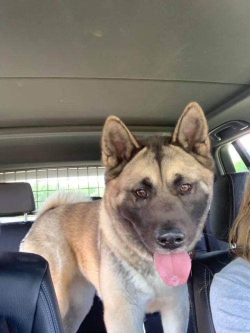 Available - Big East Akita Rescue