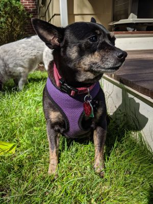 . coco .
