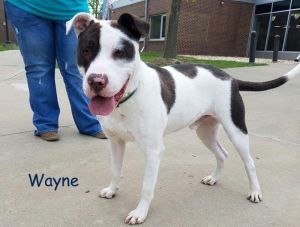 . Wayne (Bowser)-P4P .