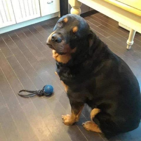 . Diesel .