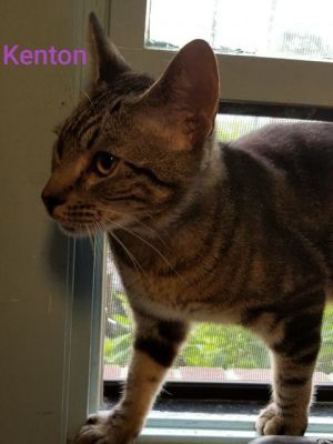 . Kenton .