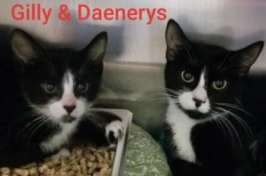 . Gilly and Daenerys .