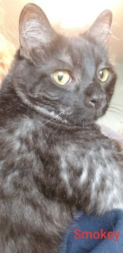 . Smokey .