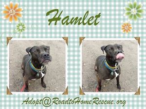 Photo of Hammy