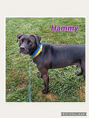 Photo of Hammy