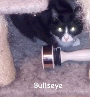 Photo of Bullseye