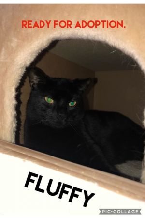Photo of Fluffy
