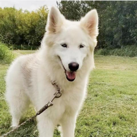 . Snowie .