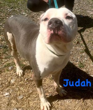 Photo of Judah