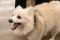 . Cosmo-ADOPTION PENDING! .